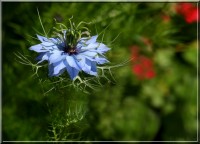 /album/animaux/img-5281-jpg/