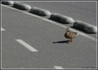 /album/galerie-de-photos/pato-jpg/