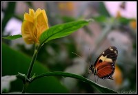 /album/animaux/mariposa-jpg/